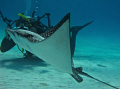   spotted eagle ray  
